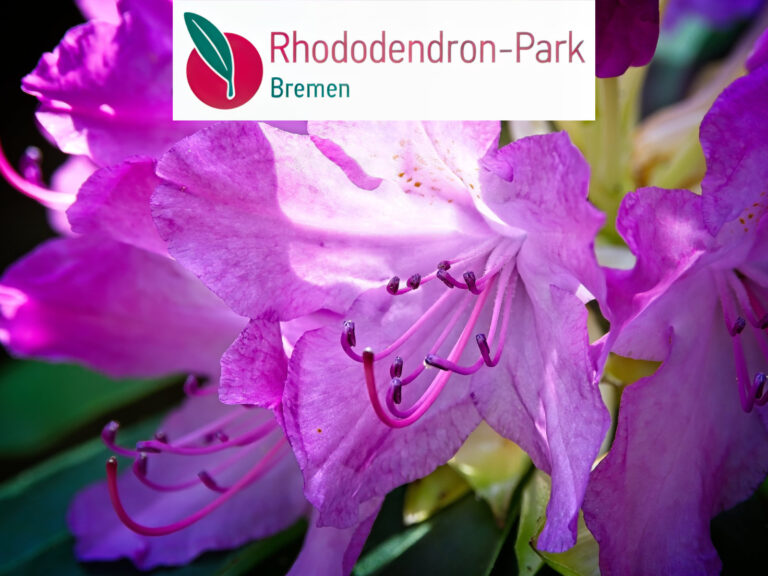 2026 -05-23-BerndMeyerPhotography-Rhododendronpark-Bremen