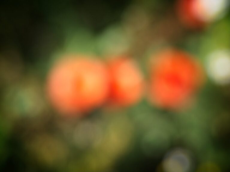 2026_08_World_of_Colours