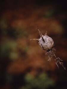 Close-up macro of a dried seed pod on a thin stem against a soft brown-green bokeh background, minimal nature composition