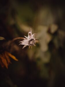Macro close-up of a dried pale sunflower seed head against a soft dark green and brown bokeh background