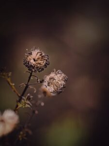 Macro photograph of two dried seed heads on a slender stem with soft brown bokeh background, moody botanical detail
