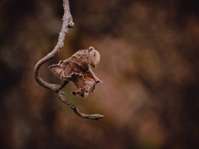 Close-up macro of a curled dry brown leaf hanging from a curved lichen-covered twig against a soft brown bokeh background