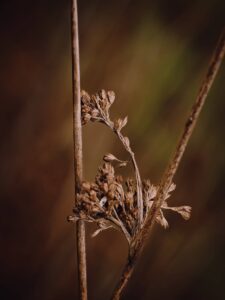 Close-up macro of dried wildflower seed heads and slender stems in warm brown tones, minimalist botanical nature study