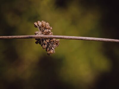 Close-up macro of a dried seed head cluster attached to a slender horizontal twig against a soft green-brown bokeh background