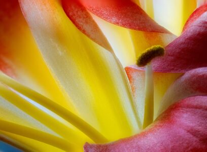 Macro close-up of yellow and pink flower interior showing luminous petals, stamen and fine textured surfaces
