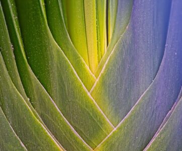 Close-up macro photo of overlapping green plant leaves forming a V-shaped pattern with yellow light at the center