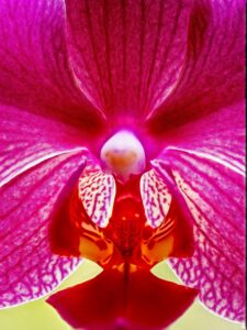 Macro close-up of a vivid magenta orchid throat with a patterned white and purple labellum and textured petals