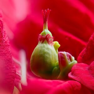 Close-up macro of a green rose hip and developing bud nestled amid vivid red rose petals, detailed floral texture and colour