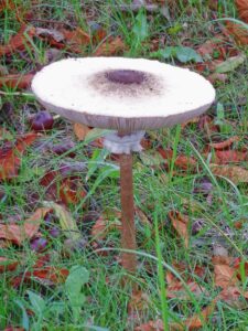 Large parasol mushroom with flat white cap and brown center standing in autumn grass and fallen leaves
