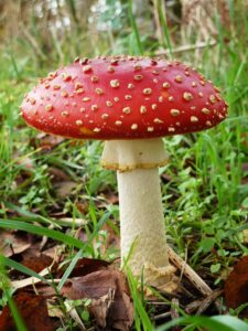 Close-up of a red fly agaric mushroom (Amanita muscaria) with white warts growing in grassy woodland litter