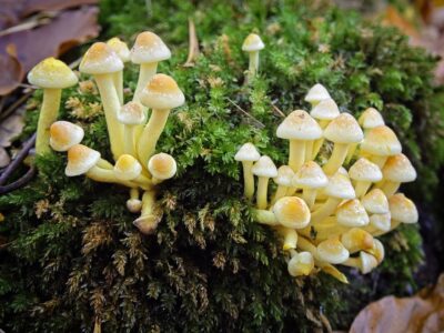 Small yellow velvet mushrooms clustered on green moss atop a decaying log, close-up forest detail