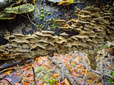 Cluster of beige bracket fungi and moss on a fallen log with autumn leaf litter in a forest macro photo