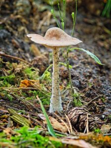 A tall pale woodland mushroom with a wide, shallow cap and fuzzy white stem growing among moss, pine needles and a pine cone