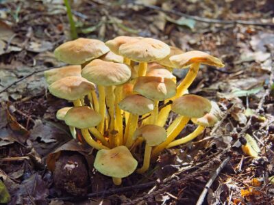 Cluster of yellow-gilled wild mushrooms growing among leaf litter and twigs on a sunlit forest floor, close-up photo
