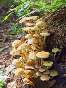 Cluster of golden-brown wild mushrooms growing on a mossy forest log with ferns and leaf litter in soft sunlight