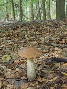 A single brown-capped bolete mushroom with a tall stem growing among leaf litter in a beech forest, close-up nature photo