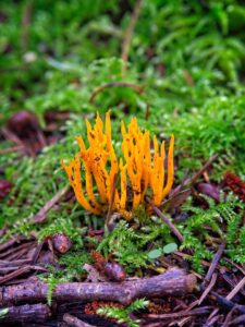 Bright orange coral fungus cluster rising from green moss and forest litter in a close-up nature photo by Bernd Meyer