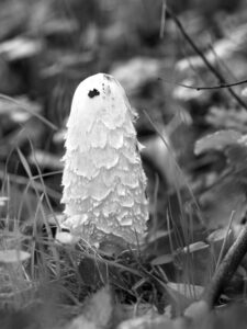 Black and white close-up of a shaggy ink cap mushroom with layered scales growing among grass and leaf litter in the forest