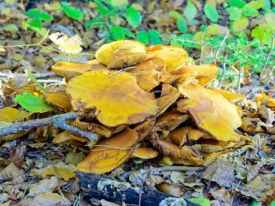 Cluster of golden-brown wild mushrooms growing on a forest floor among fallen leaves and twigs in autumn light