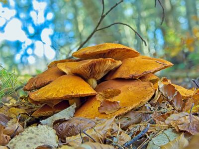 Cluster of orange-brown wild mushrooms with visible gills growing on a leafy forest floor in autumn woodland