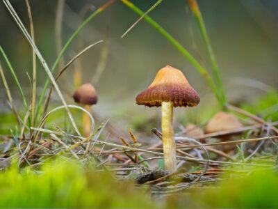 Close-up of a small brown and orange wild mushroom with textured cap growing among pine needles and green moss