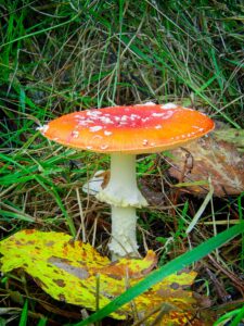 Fly agaric (Amanita muscaria) with orange-red cap and white spots in grassy woodland next to yellow leaf