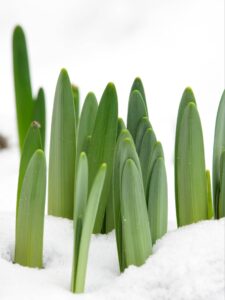 Green daffodil shoots emerging through melting snow in early spring, close-up texture photograph