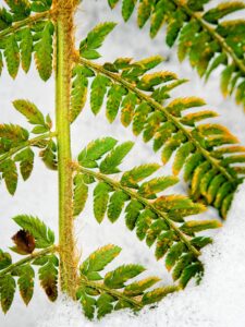 Close-up of a green fern frond with hairy stem and yellowing leaflets resting on fresh white snow, texture study