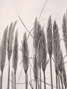 Black-and-white portrait of pampas grass plumes and thin stems on a soft pale backdrop, minimalist plant texture