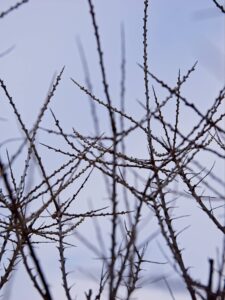 Close-up winter photo of bare thorny branches and buds silhouetted against a pale overcast sky, texture study by Bernd Meyer