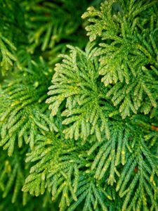 Macro close-up of vibrant green cedar or cypress foliage showing overlapping scale-like leaves and texture