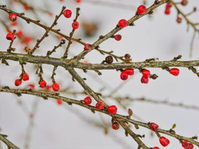 Close-up of lichen-covered winter branches dotted with small bright red berries against a soft snowy background