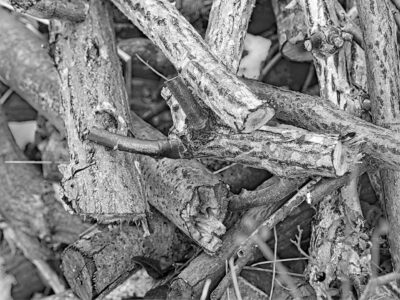Black and white close-up of textured cut firewood logs and branches piled together showing bark detail and grain