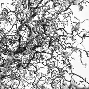 Black and white close-up of contorted corkscrew hazel branches creating intricate organic texture and abstract patterns