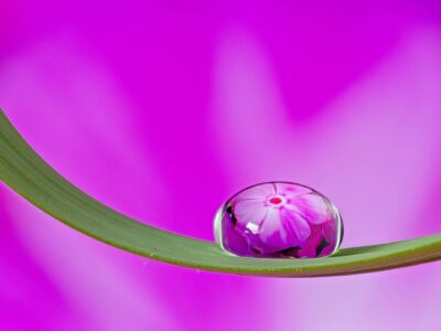 Close-up macro of a single water drop on a curved green blade reflecting a pink flower on a vivid magenta background