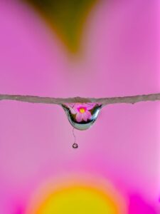 Macro photograph of a water droplet on a twig reflecting a pink flower with yellow centre against a soft pink backdrop