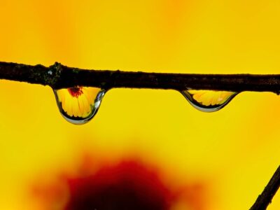 Macro photo of two clear water droplets hanging from a twig, each refracting a yellow daisy against a vivid yellow background