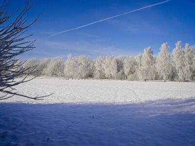 Snow-covered field and frost-coated birch trees under a vivid blue winter sky with a contrail overhead, Bernd Meyer photo