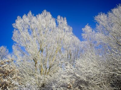 Snow-covered birch and poplar trees with delicate frost against a deep clear blue winter sky, bright landscape photo