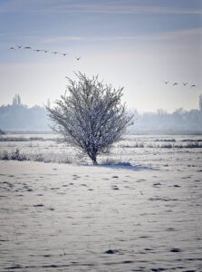Solitary frost-coated tree in an open snow field, distant treeline and migrating geese silhouetted against sky