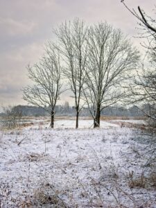 Snowy winter meadow with three bare trees in foreground and muted cloudy sky, minimalist landscape photo