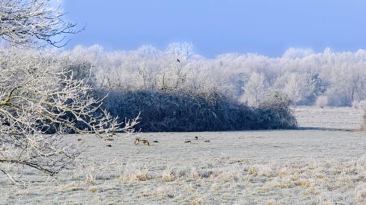 Frost-covered winter meadow with grazing geese and hoar-frost trees under a clear pale blue sky, Bernd Meyer photo