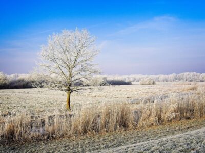 Frost-covered lone oak tree in a wide winter meadow under a clear blue sky, photographed by Bernd Meyer