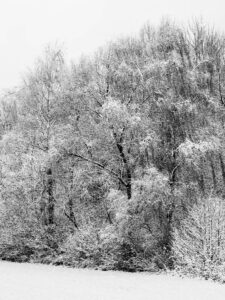 Black and white winter landscape photograph of snow-covered birch trees and frosted undergrowth by Bernd Meyer Photography