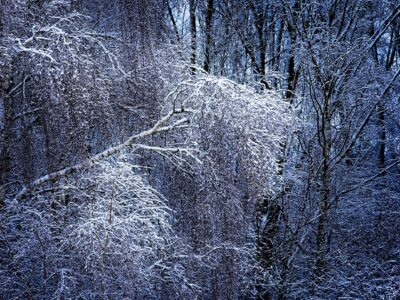 Snow-laden birch forest at twilight with delicate branches covered in fresh winter snow, moody blue tones