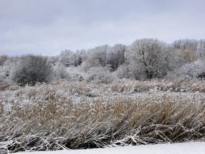 Snow-dusted reed marsh and frosted trees under a pale winter sky, serene landscape photography by Bernd Meyer
