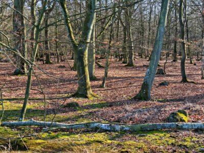 Sunlit beech woodland carpeted with autumn leaves and green moss, fallen birch trunk in foreground in tranquil forest scene