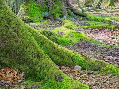 Close-up of ancient beech tree roots carpeted in vibrant green moss across a leaf-strewn woodland floor, Bernd Meyer