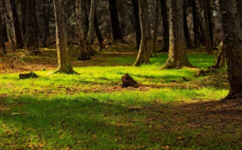 Sunlit woodland clearing with bright green grass, tree trunks and a mossy stump in a peaceful forest scene