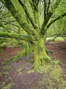 Moss-covered multi-stemmed beech tree with sprawling roots in a lush green woodland, Bernd Meyer photography